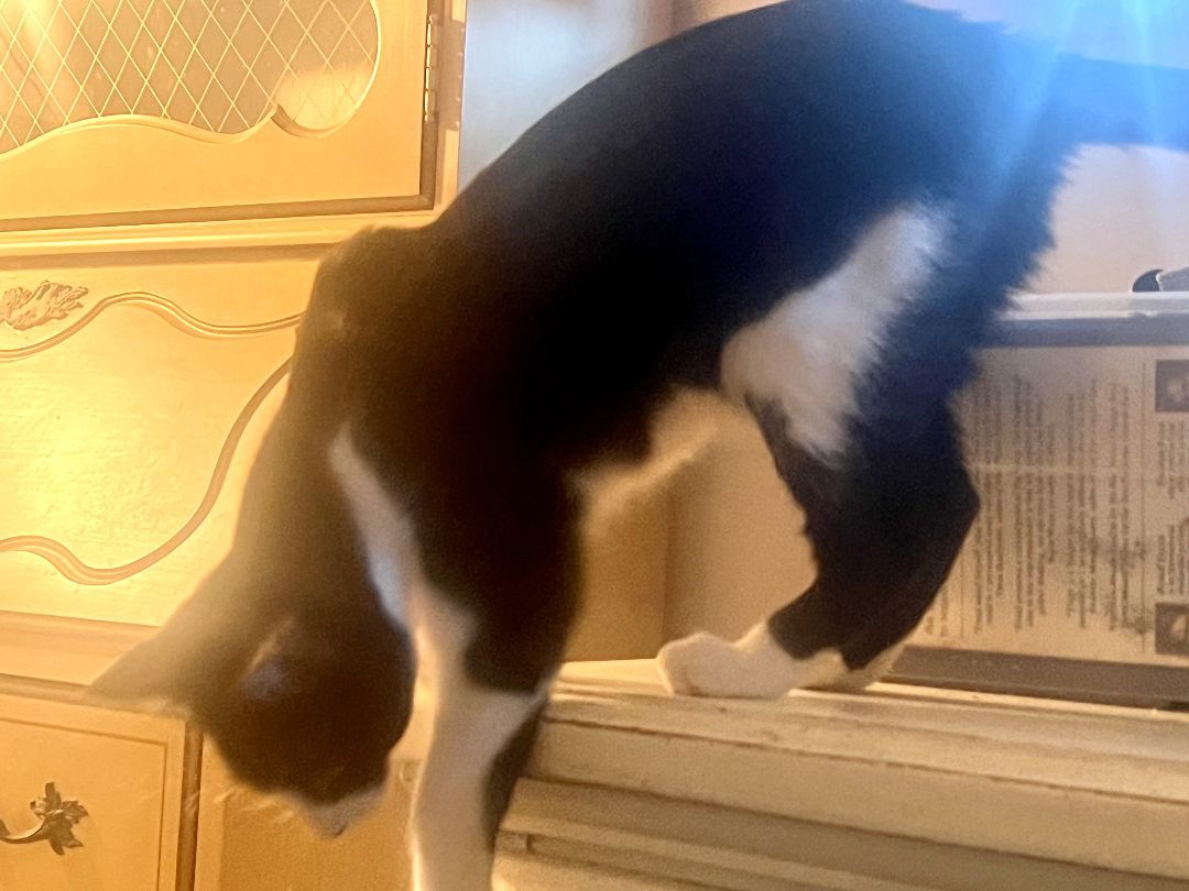 Tusk, a Adoptable mixed breed in Mission Viejo, CA image 4/5