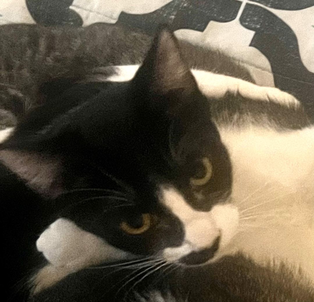 Tusk, a Adoptable mixed breed in Mission Viejo, CA image 3/5