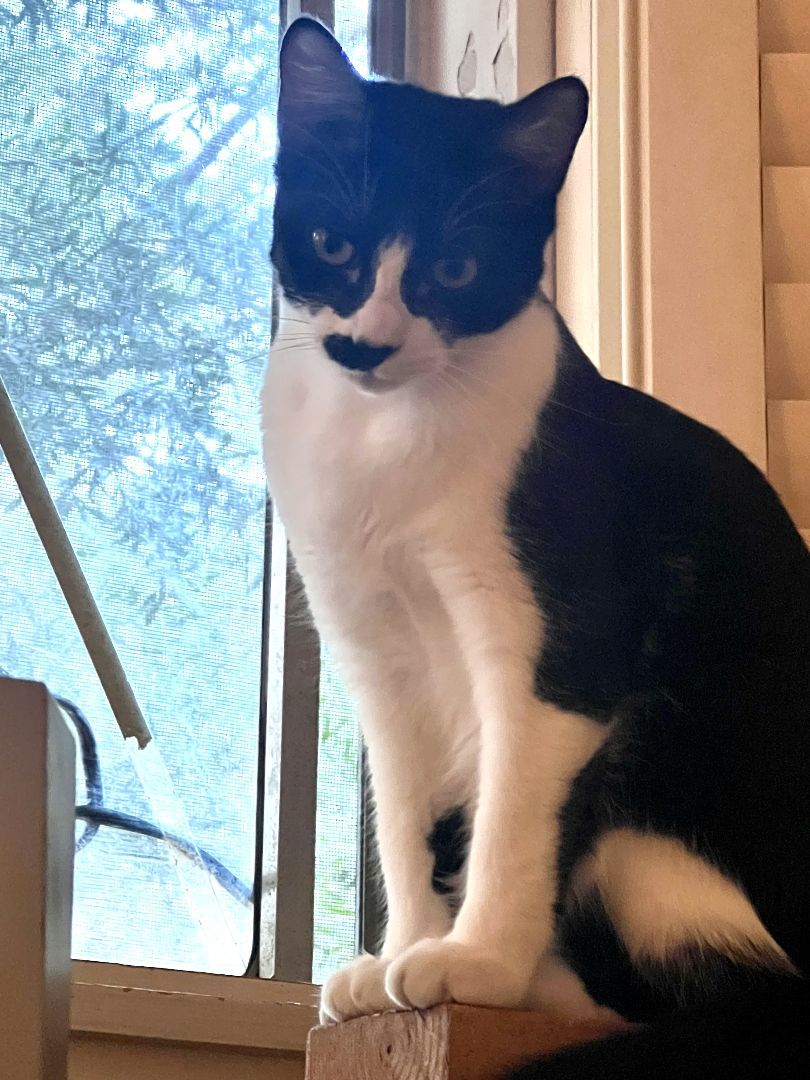 Tusk, a Adoptable mixed breed in Mission Viejo, CA image 2/5