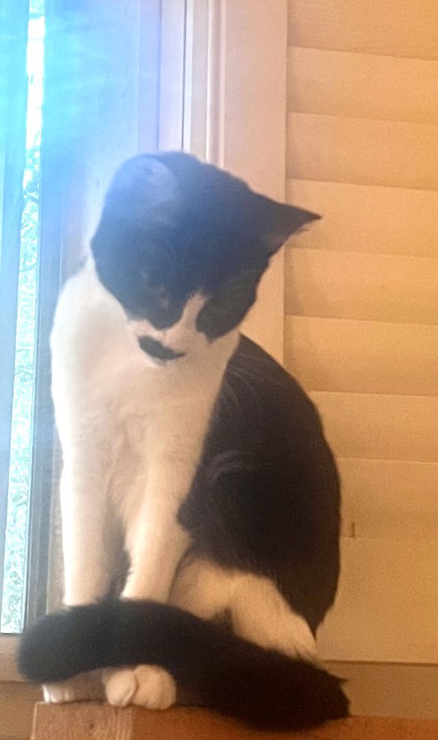 Tusk, a Adoptable mixed breed in Mission Viejo, CA image 5/5