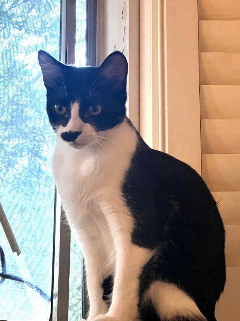 Tusk, a Adoptable mixed breed in Mission Viejo, CA image 1/5