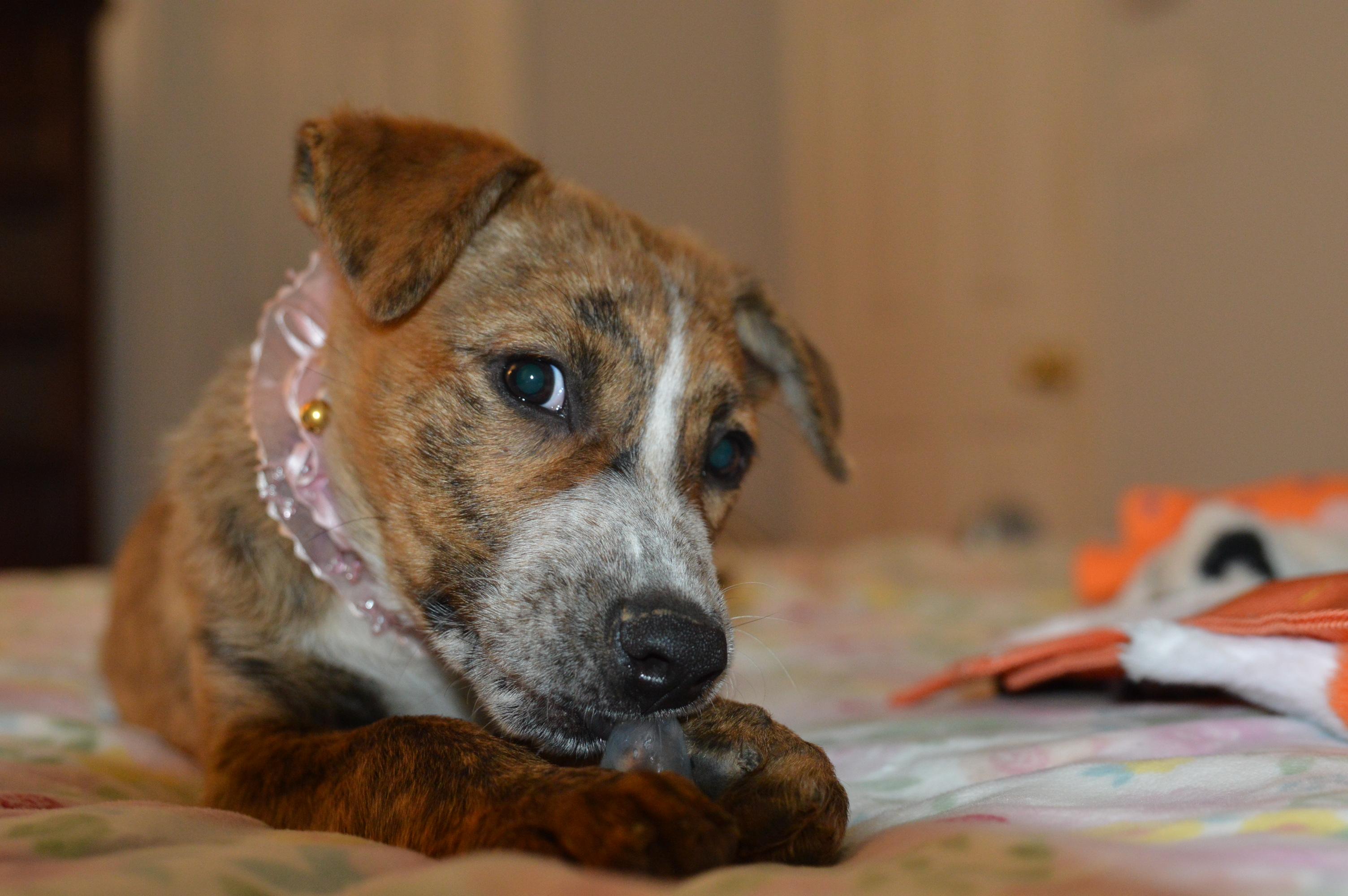 Reagan loves belly rubs, a Adoptable mixed breed in Bristol, CT image 3/6