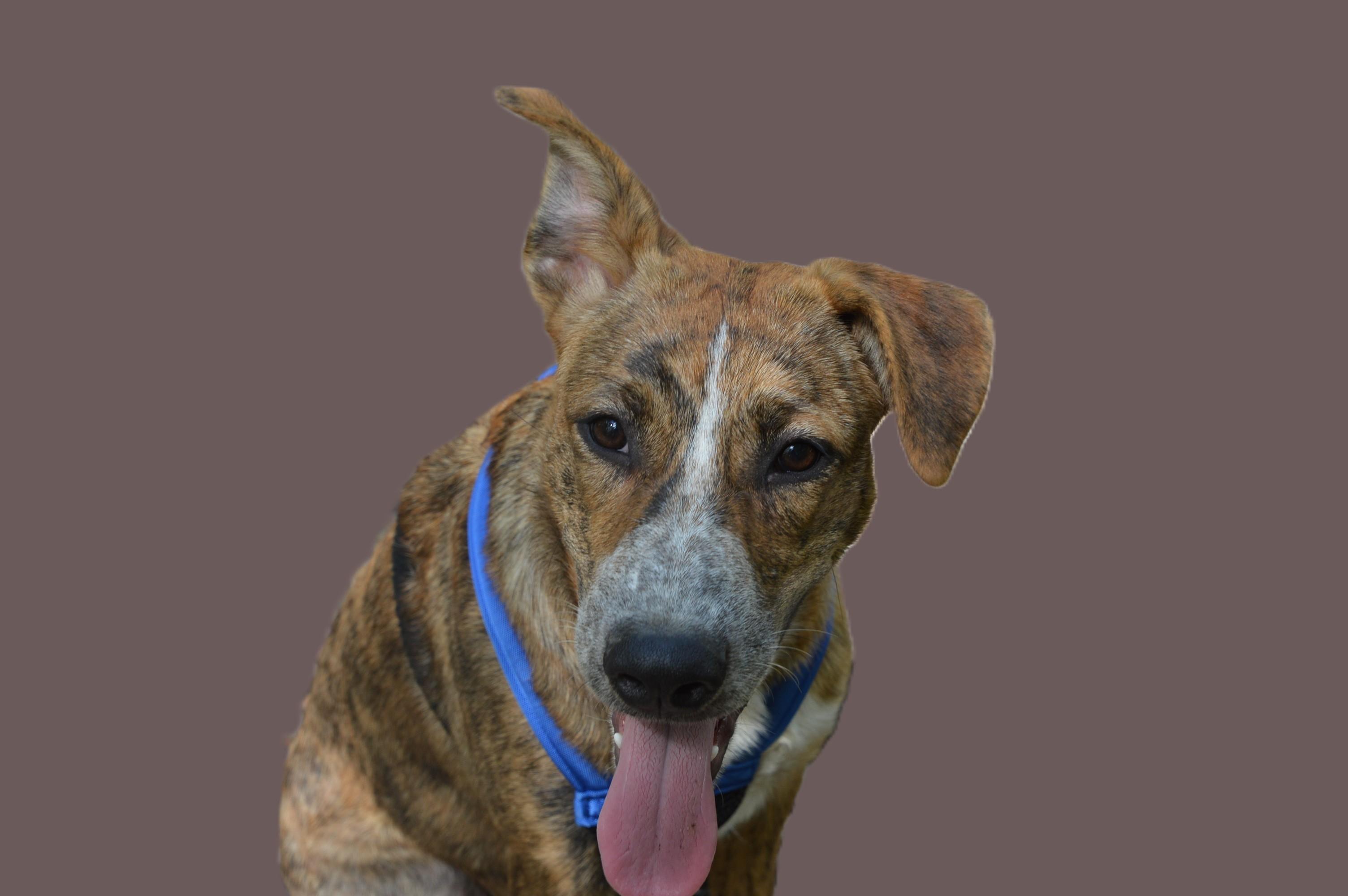 Reagan loves belly rubs, a Adoptable mixed breed in Bristol, CT image 5/6