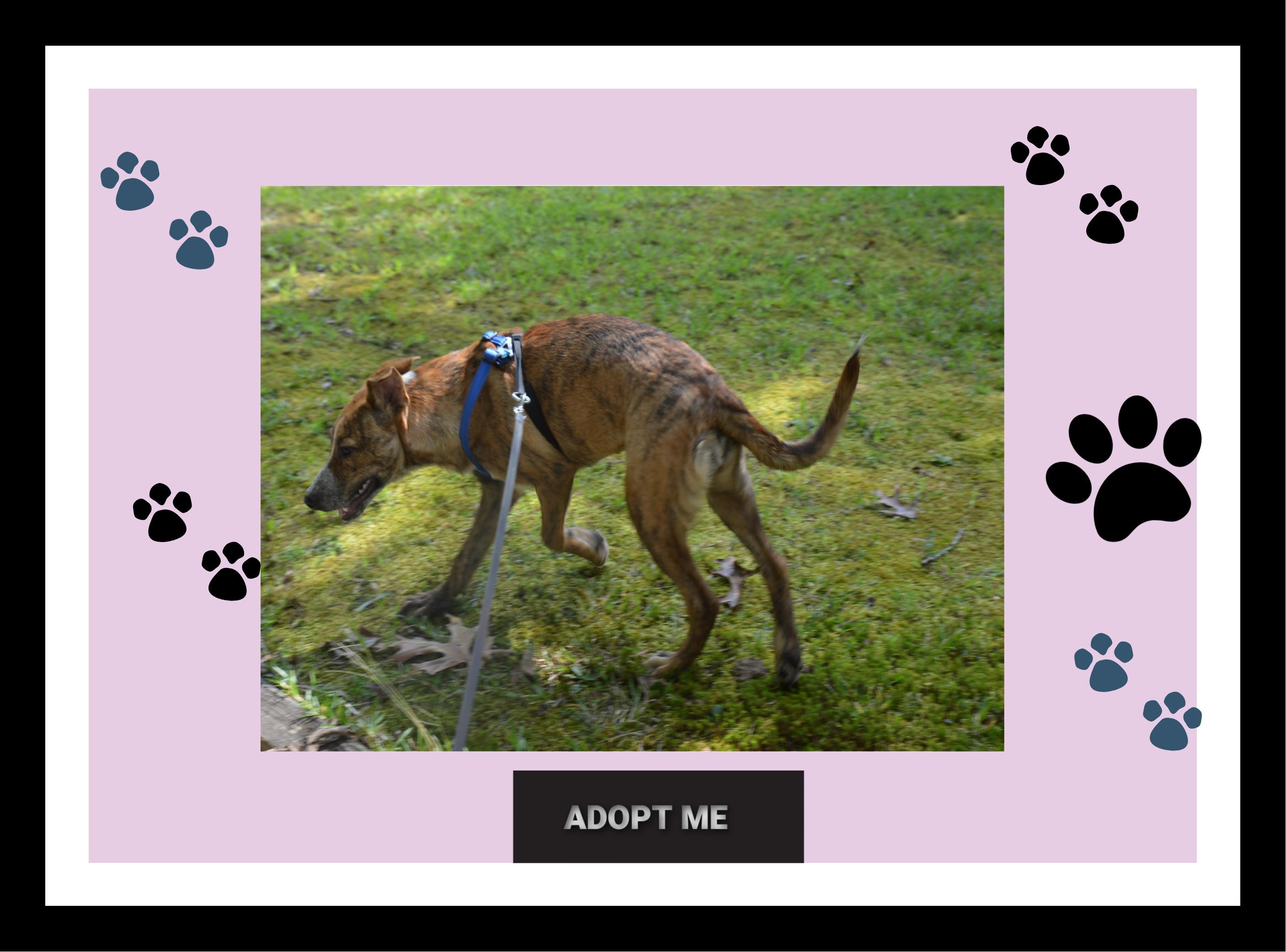 Reagan loves belly rubs, a Adoptable mixed breed in Bristol, CT image 6/6