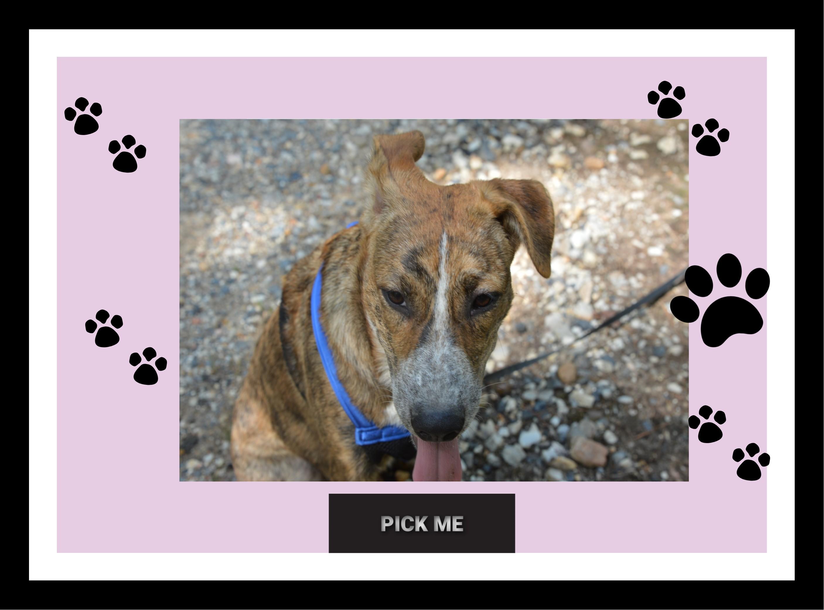 Reagan loves belly rubs, a Adoptable mixed breed in Bristol, CT image 4/6