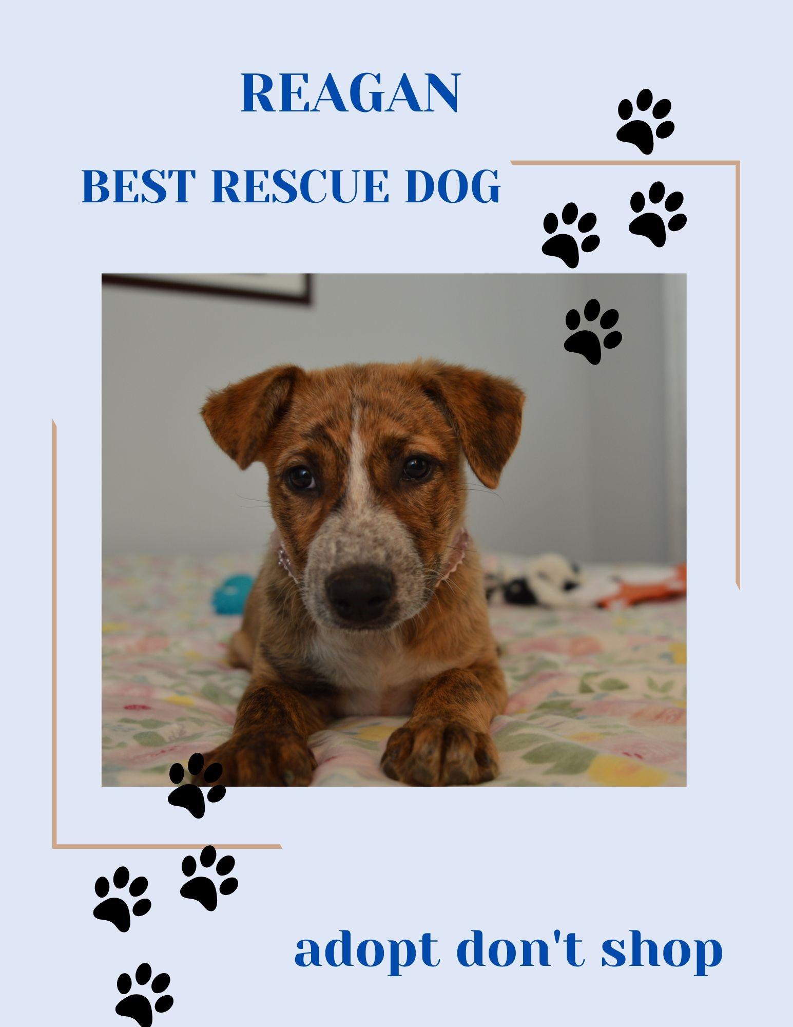 Reagan loves belly rubs, a Adoptable mixed breed in Bristol, CT image 2/6