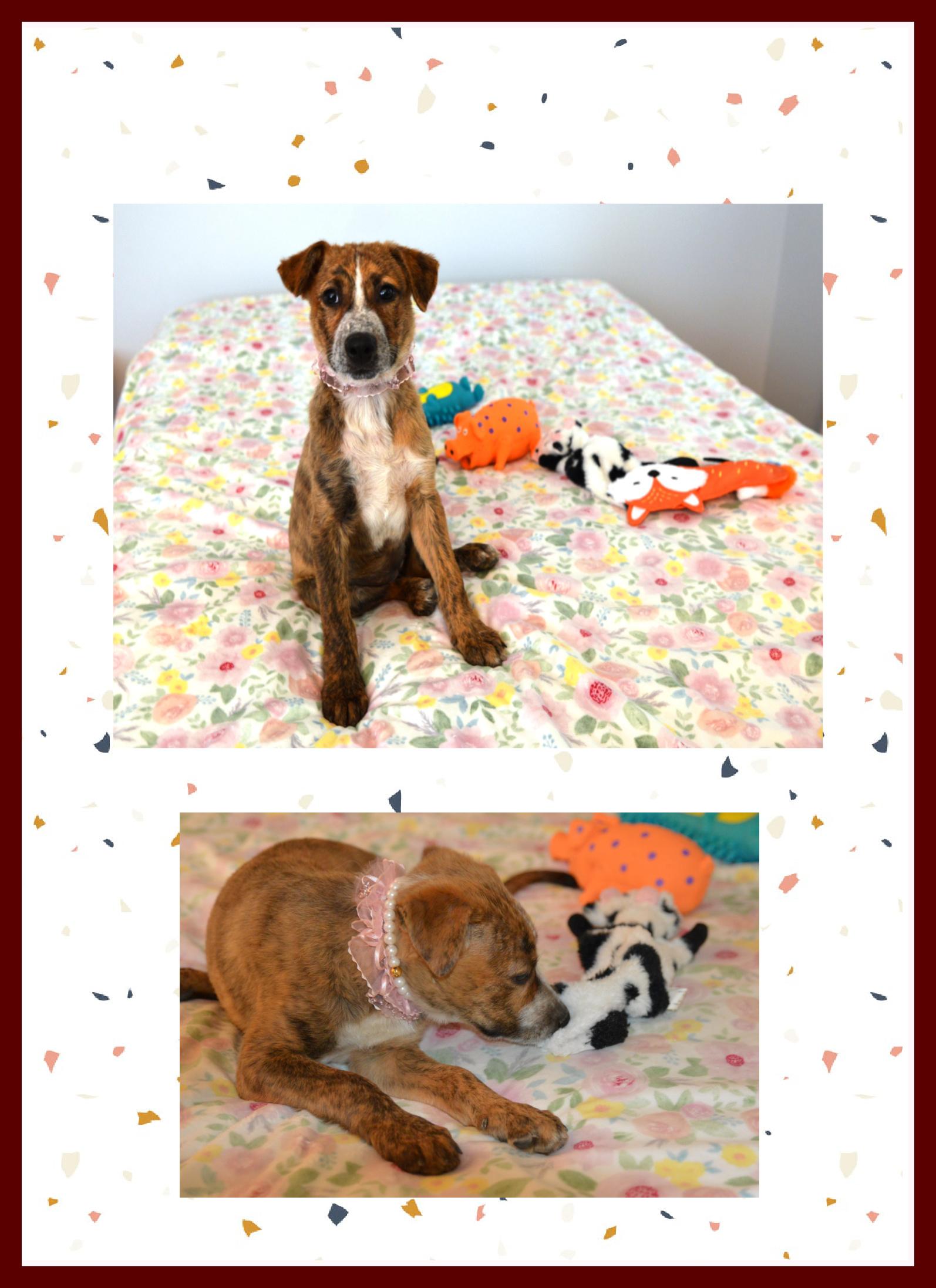 Reagan loves belly rubs, Adoptable, Young Female Shepherd & Mixed Breed.