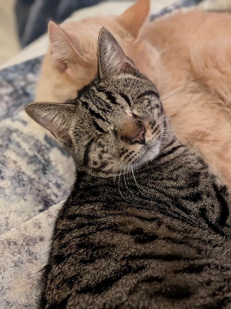 Lucius — thumbnail 2