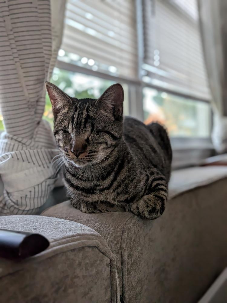 Lucius — thumbnail 3