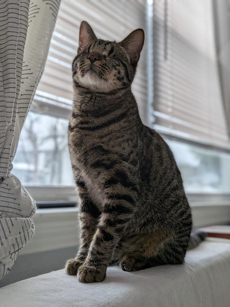 Lucius — thumbnail 4