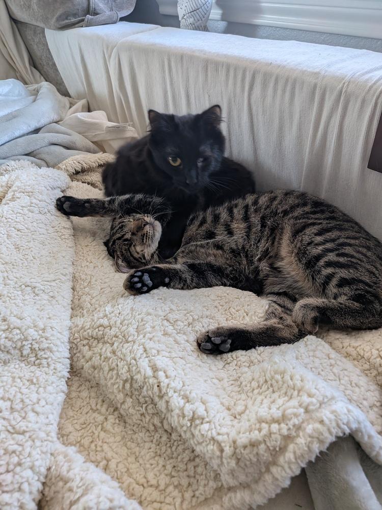 Lucius — thumbnail 5