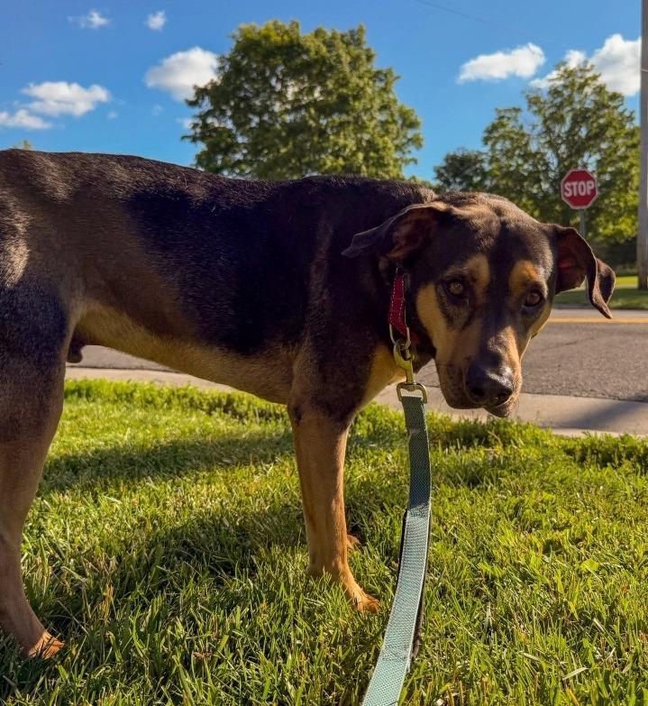 Mickey, Adoptable, Young Male Hound.