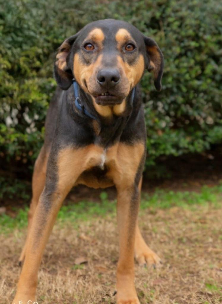 Enlarge Mickey, a Adoptable mixed breed in North Syracuse, NY image 2/3