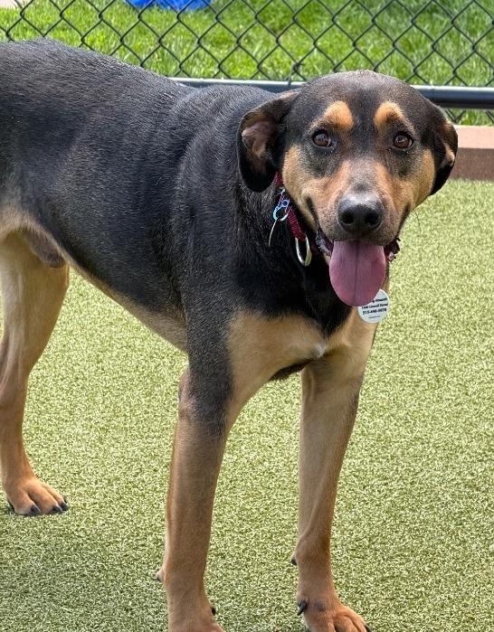 Enlarge Mickey, a Adoptable mixed breed in North Syracuse, NY image 3/3