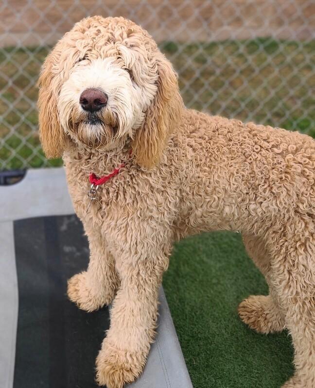 Shelby — thumbnail 3