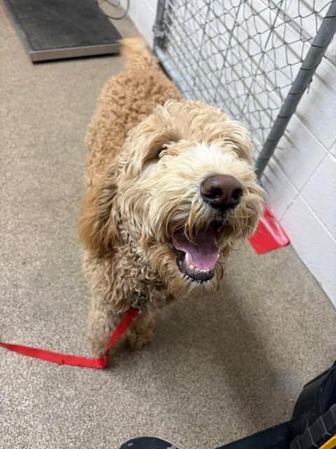 Shelby — thumbnail 4