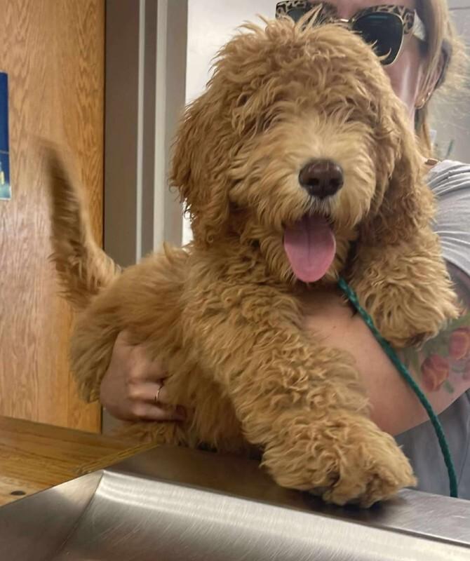 Shelby — thumbnail 5