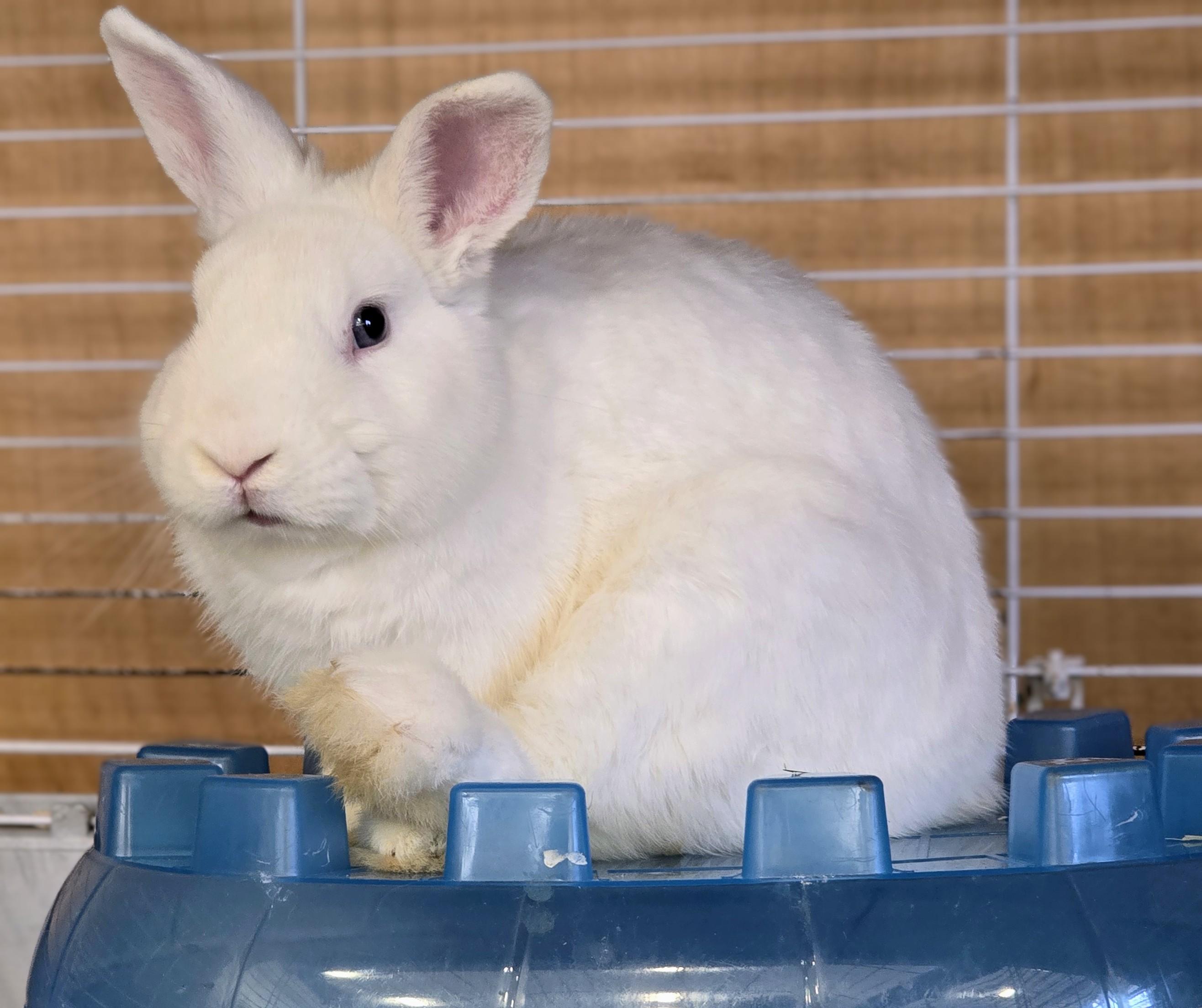 Enlarge #67 Brady, an adopted Dwarf in Amityville, NY image 4/4