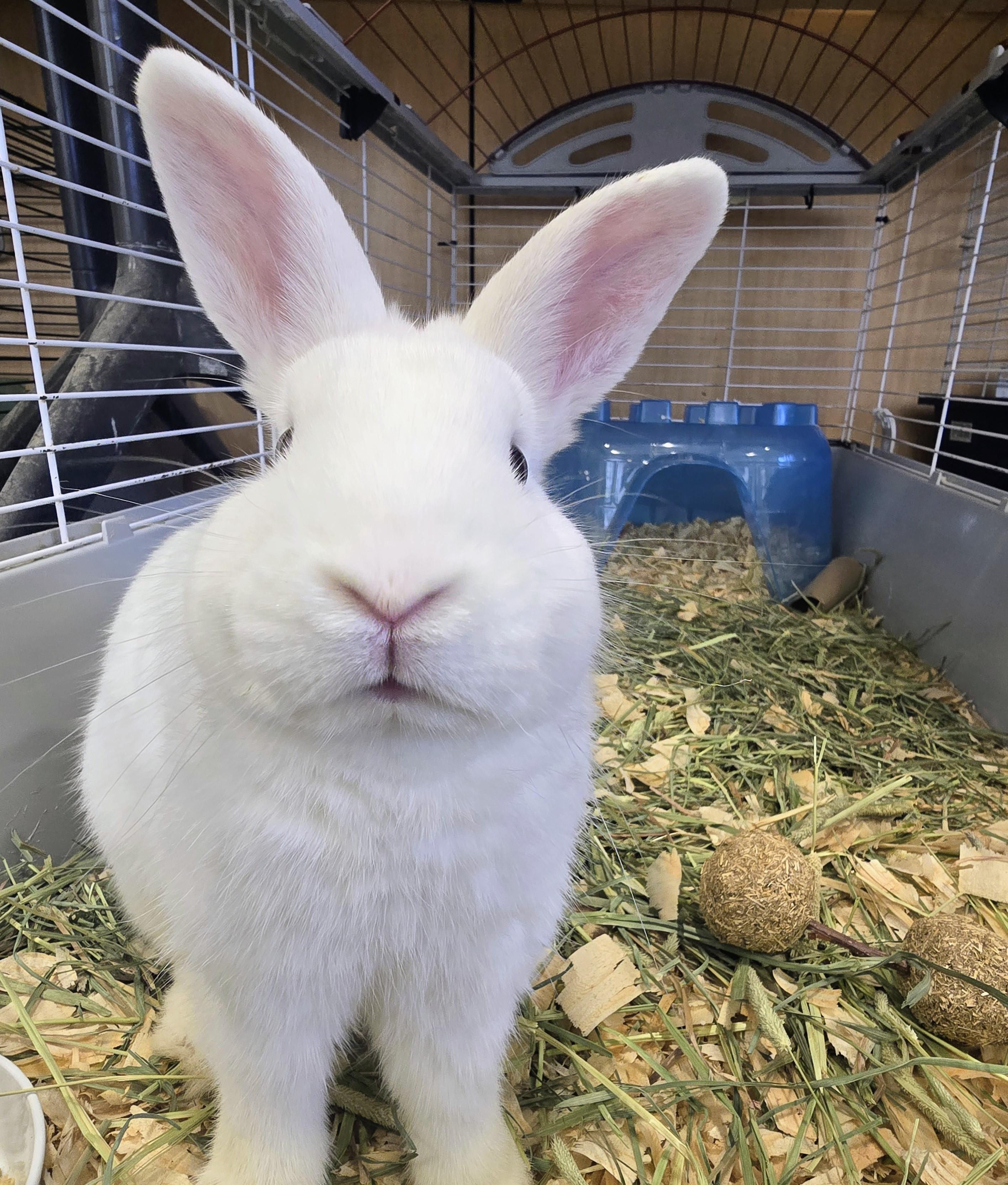 #67 Brady, adopted, Adult Male Dwarf.