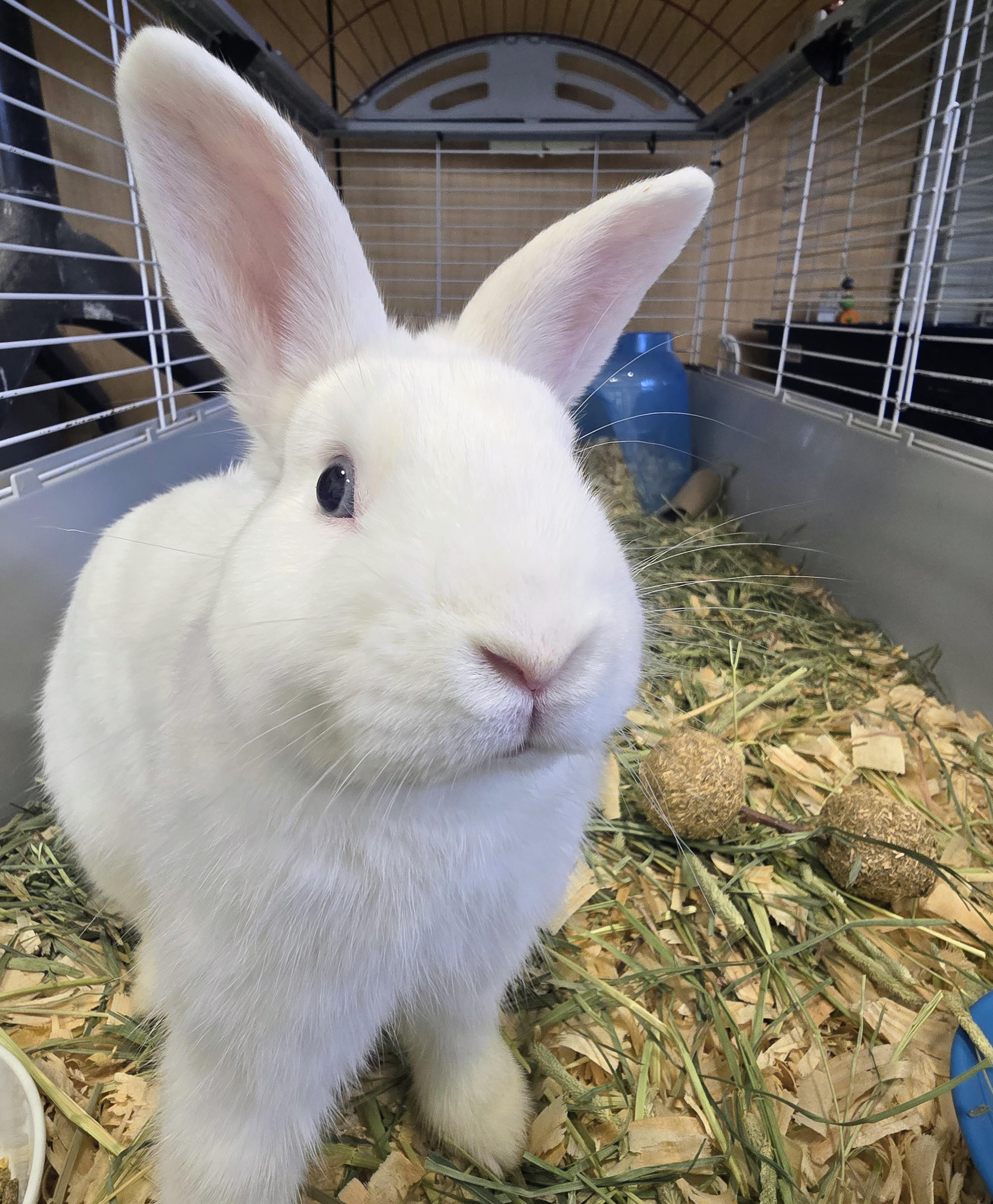 Enlarge #67 Brady, an adopted Dwarf in Amityville, NY image 3/4