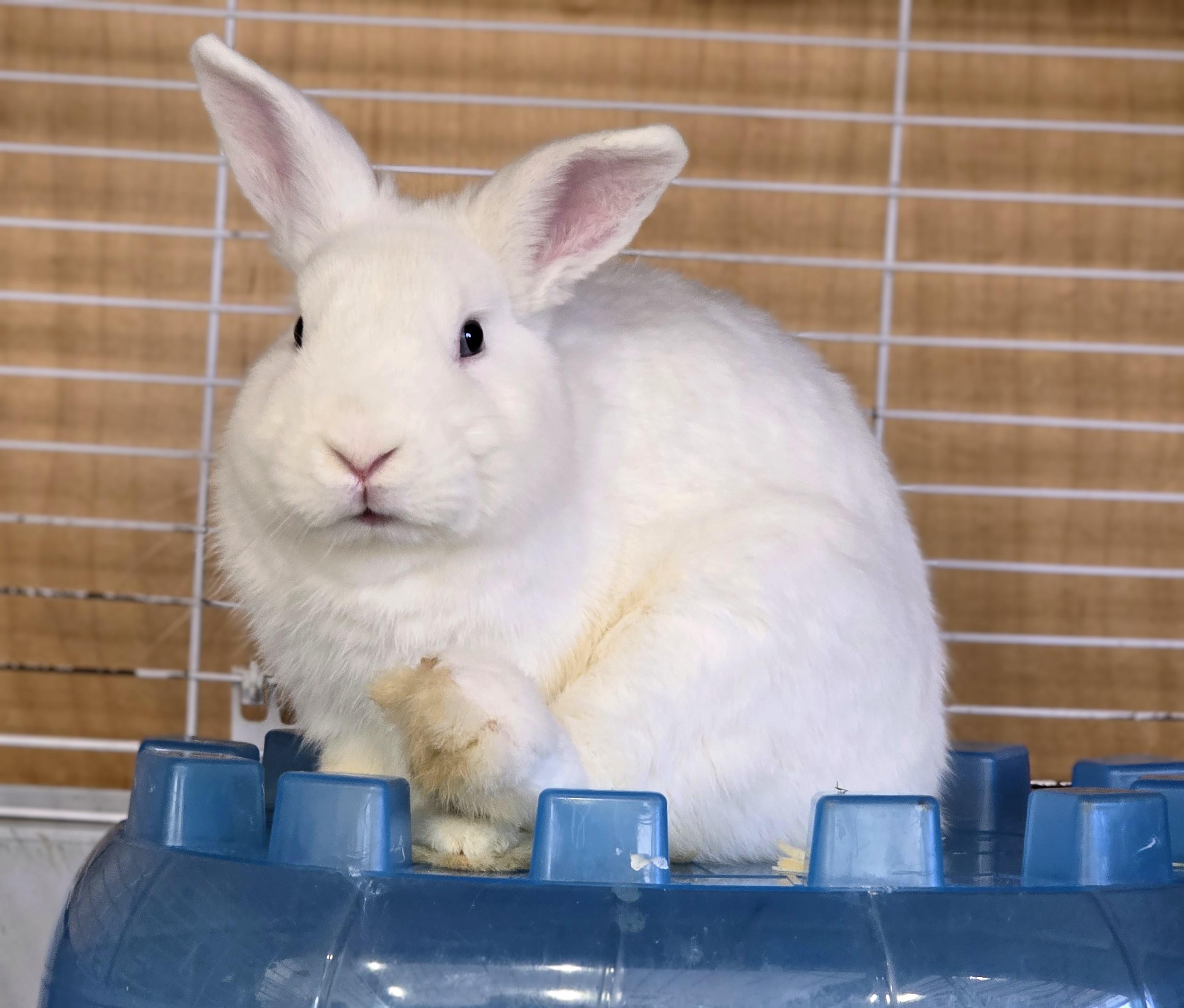 Enlarge #67 Brady, an adopted Dwarf in Amityville, NY image 2/4