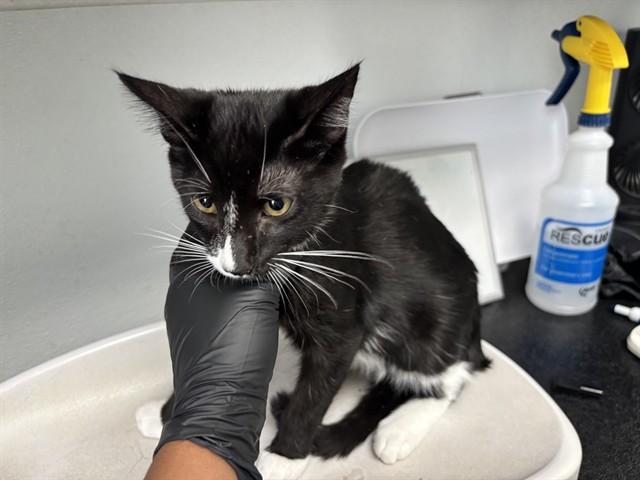 Enlarge COSMOS, a Adoptable Domestic Short Hair in Antioch, CA image 1/1
