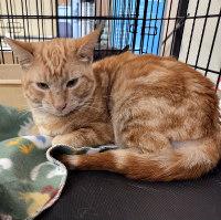 Enlarge ARCHIE, an adopted Tabby in Henderson, NV image 2/3