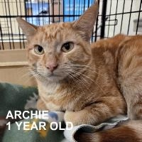 Enlarge ARCHIE, an adopted Tabby in Henderson, NV image 1/3