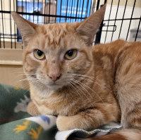 Enlarge ARCHIE, an adopted Tabby in Henderson, NV image 3/3