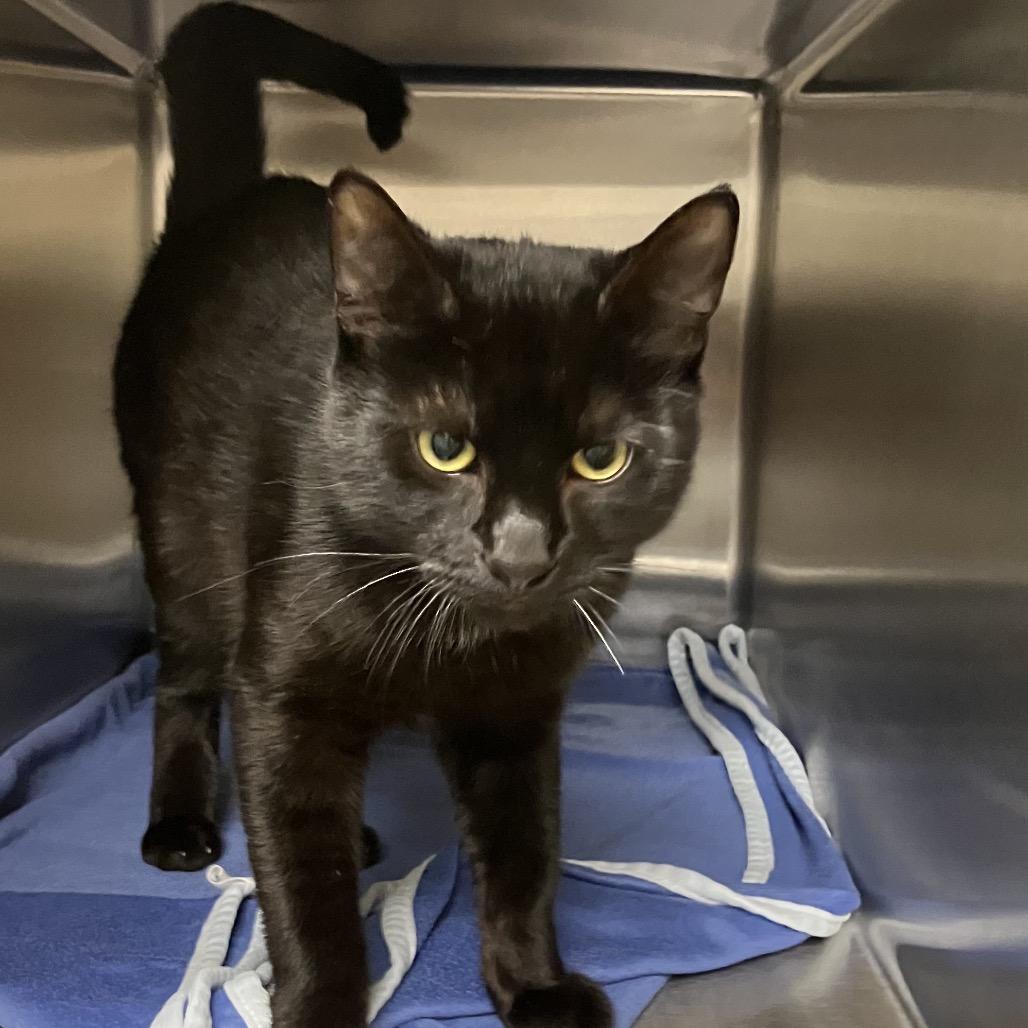 Enlarge Stray 1/15 A64499 "Dog", a Adoptable Domestic Short Hair in Keizer, OR image 1/1