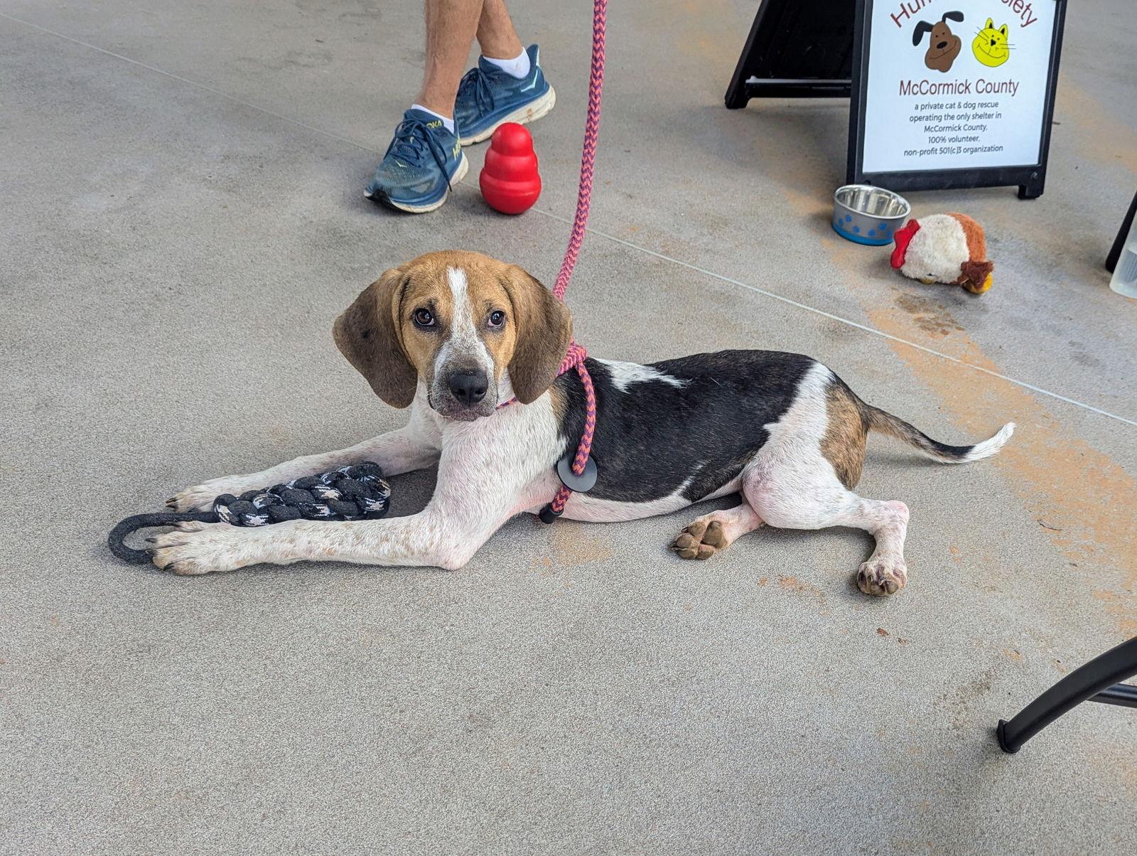 Kennedy, Adoptable, Young Female Hound.