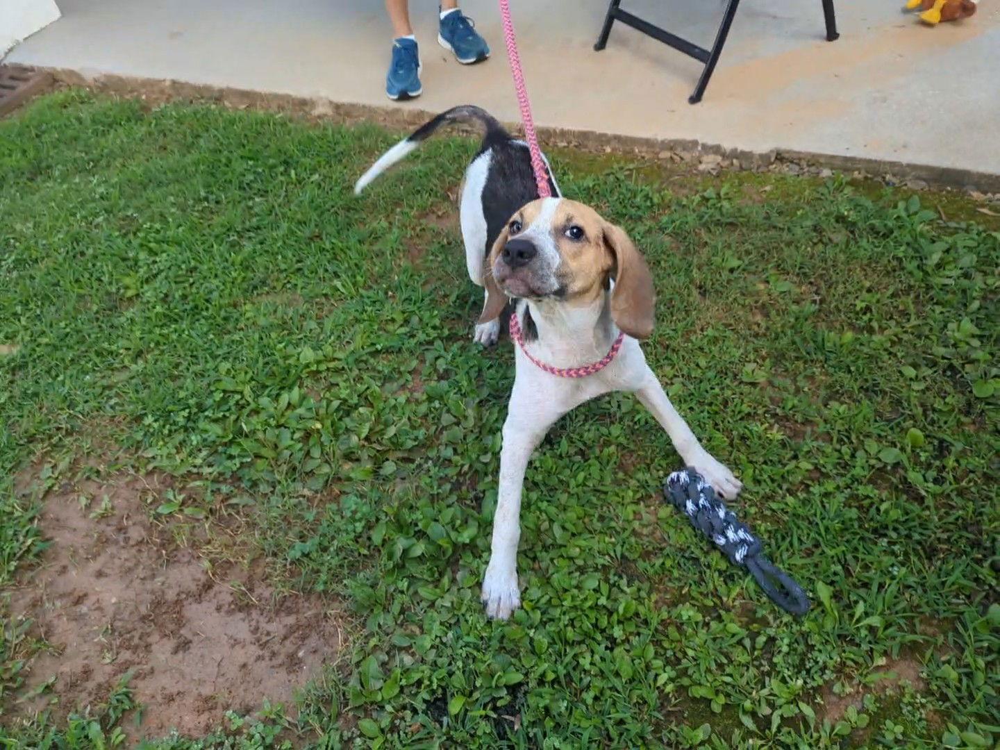 Kennedy, a Adoptable Hound in Mc Cormick, SC image 2/3