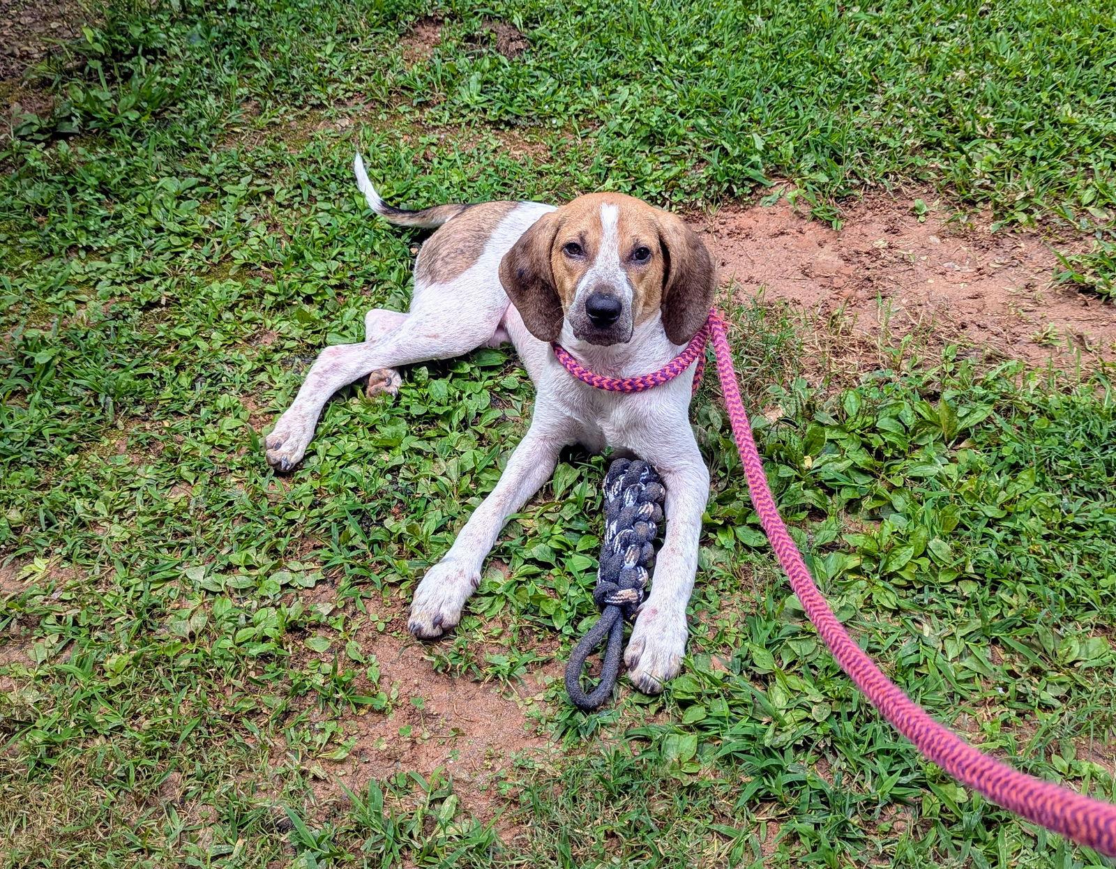 Kennedy, a Adoptable Hound in Mc Cormick, SC image 3/3