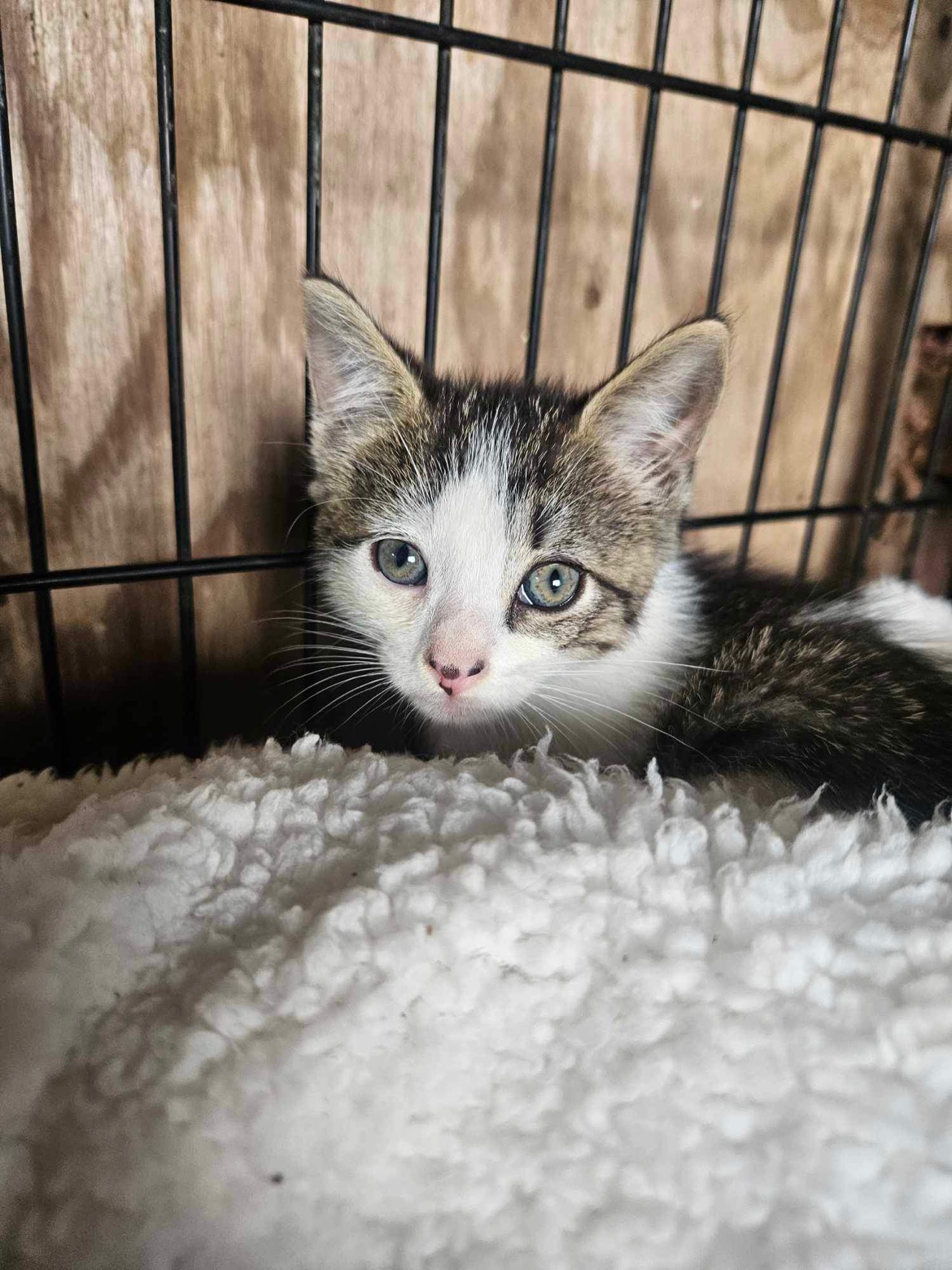 Enlarge lilly, a Adopted American Shorthair in Ville platte, LA image 1/1