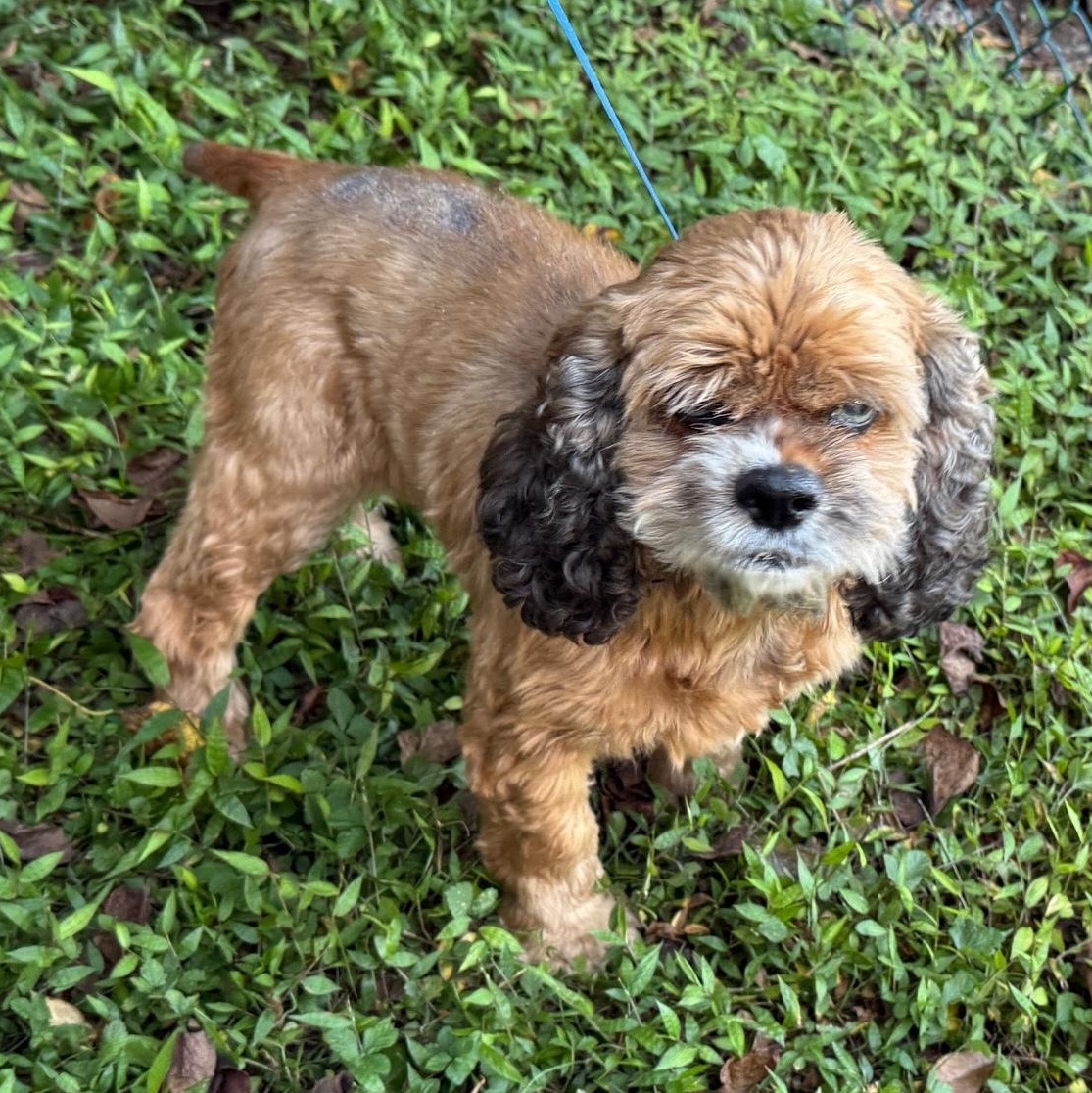 Enlarge Kipling, a Adopted Cocker Spaniel in Mobile, AL image 2/2