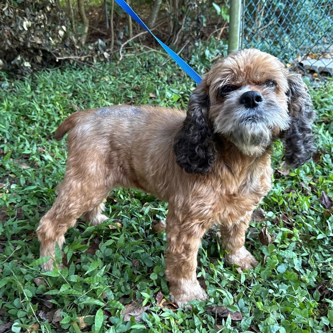 Enlarge Kipling, a Adopted Cocker Spaniel in Mobile, AL image 1/2
