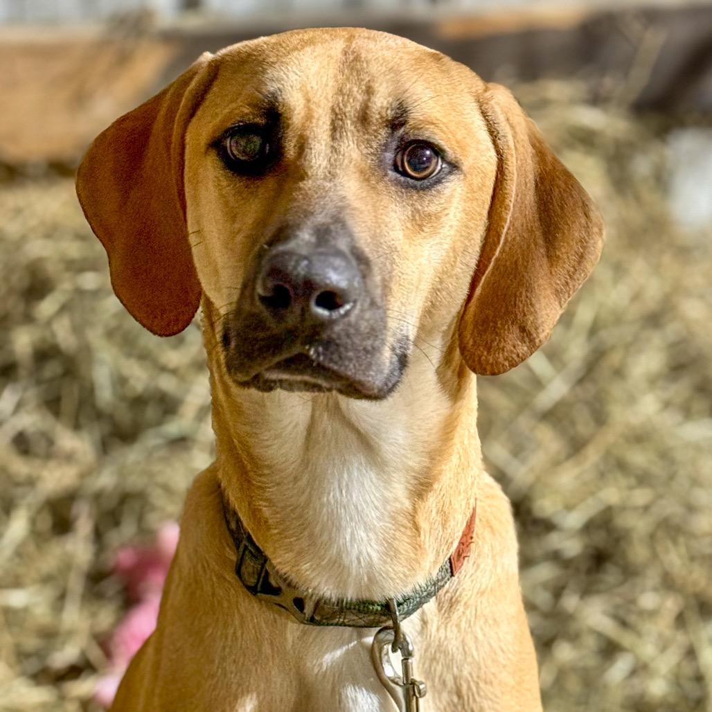 Wyatt, Adoptable, Young Male Mountain Cur.