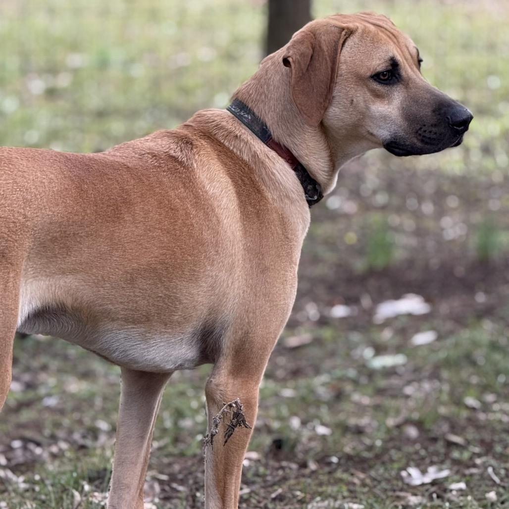 Enlarge Wyatt, a Adoptable Mountain Cur in Huntsville, AL image 2/6