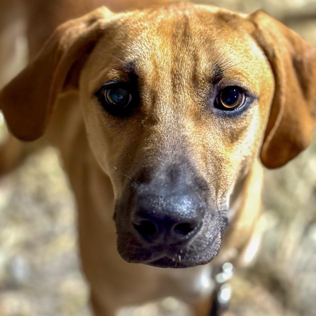Enlarge Wyatt, a Adoptable Mountain Cur in Huntsville, AL image 2/6