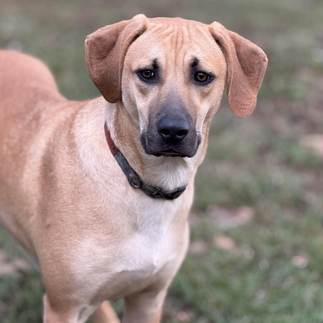 Enlarge Wyatt, a Adoptable Mountain Cur in Huntsville, AL image 3/6
