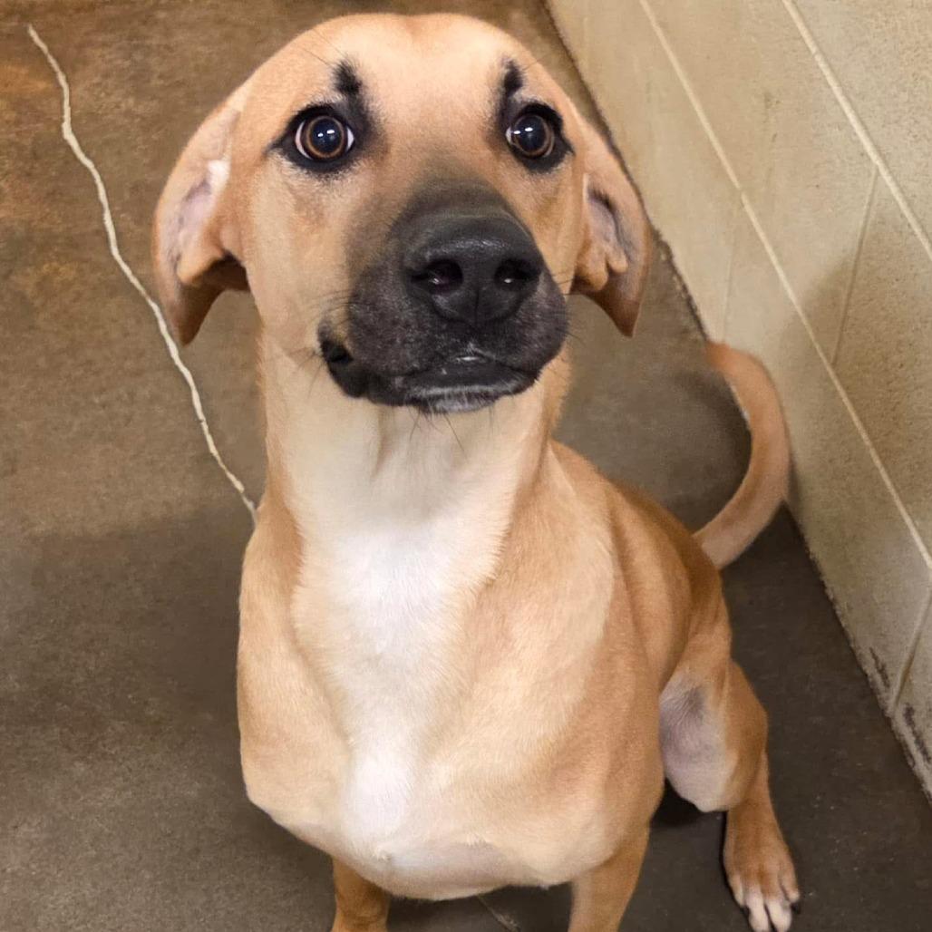 Enlarge Wyatt, a Adoptable Mountain Cur in Huntsville, AL image 4/6