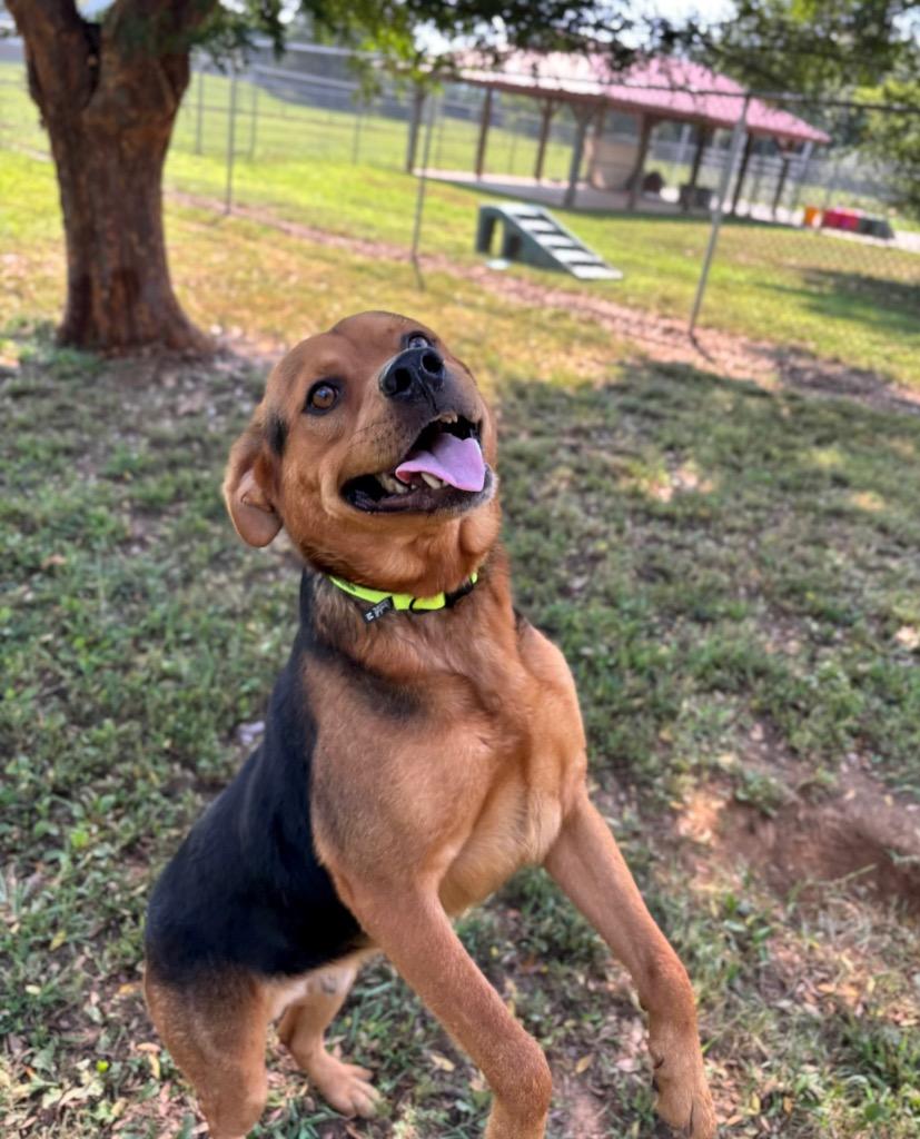 Saul, Adoptable, Young Male Shepherd.