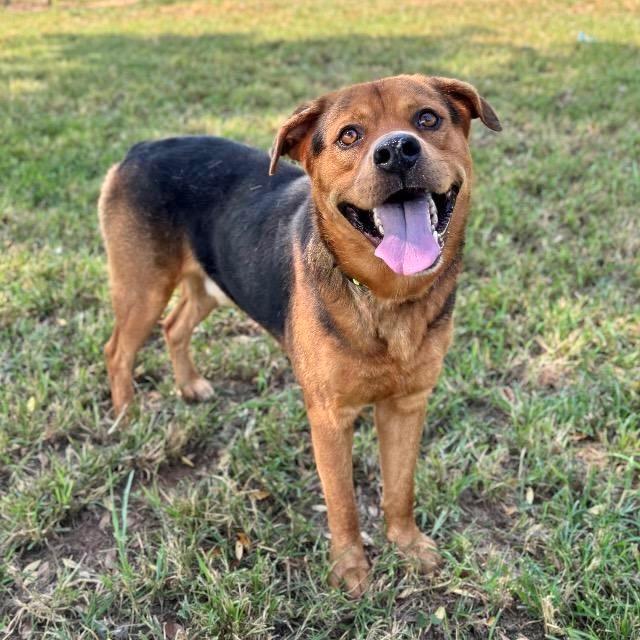 Enlarge Saul, a Adoptable mixed breed in Princeton, MA image 2/6