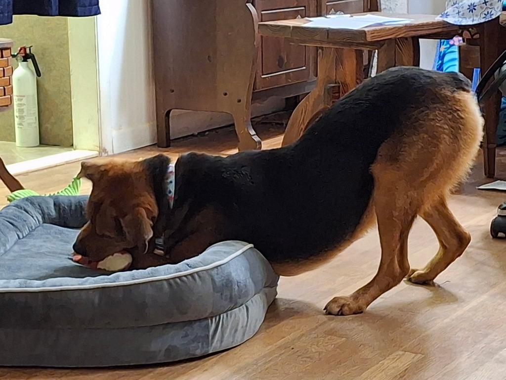 Enlarge Saul, a Adoptable mixed breed in Princeton, MA image 3/6