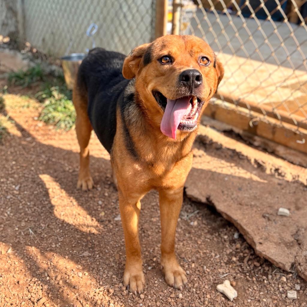 Enlarge Saul, a Adoptable mixed breed in Princeton, MA image 4/6