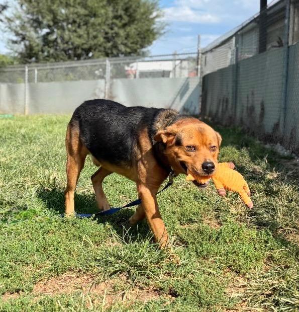 Enlarge Saul, a Adoptable mixed breed in Princeton, MA image 5/6