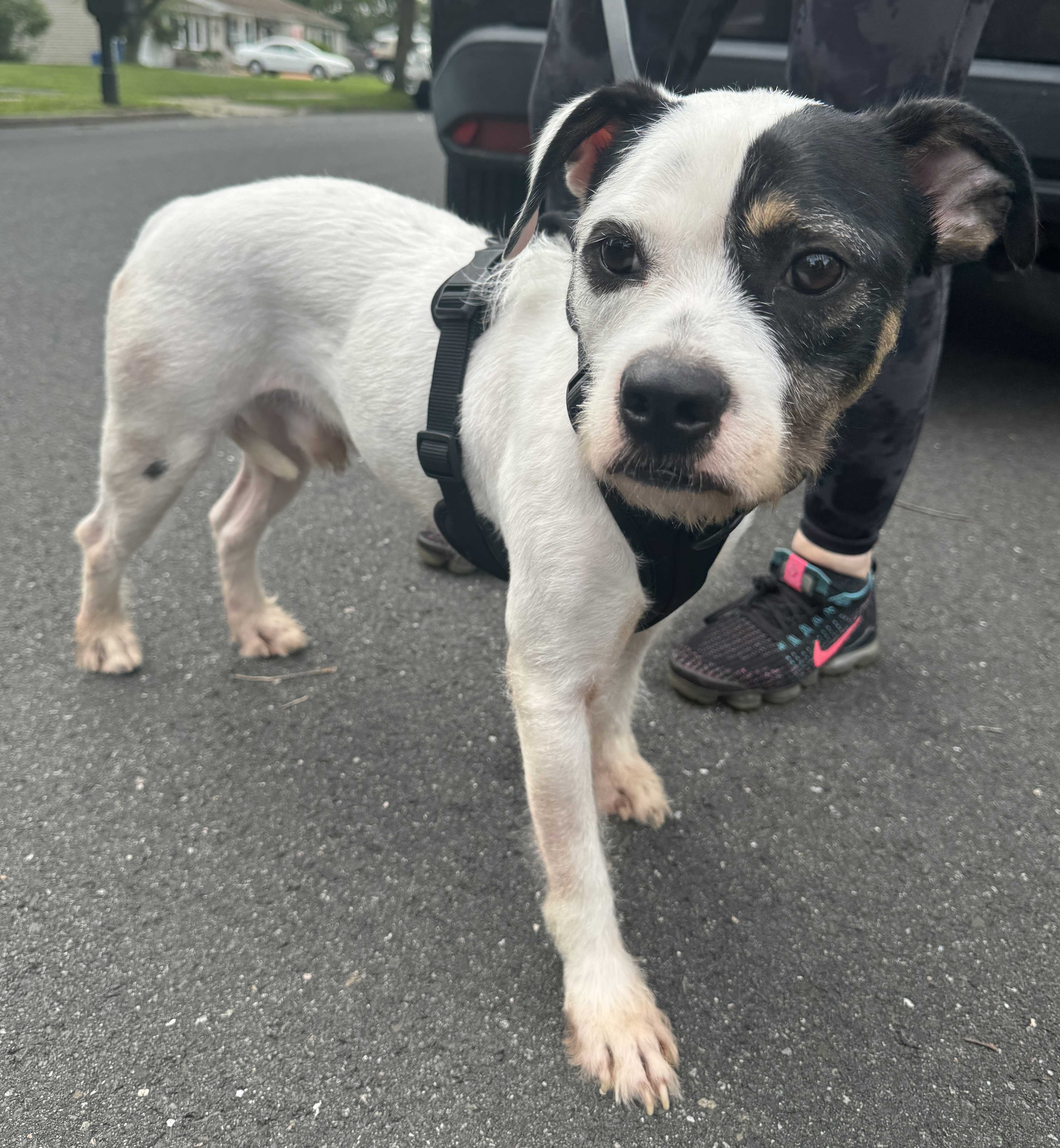 Dog for adoption Oscar, a Parson Russell Terrier Mix in Bridgewater