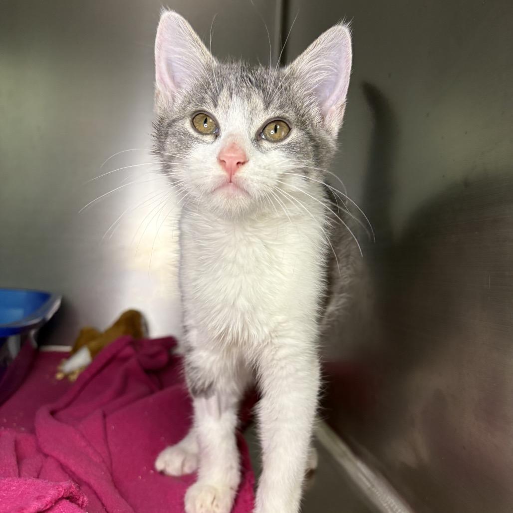 Enlarge Matcha, a Adoptable Domestic Short Hair in Arden, NC image 1/2