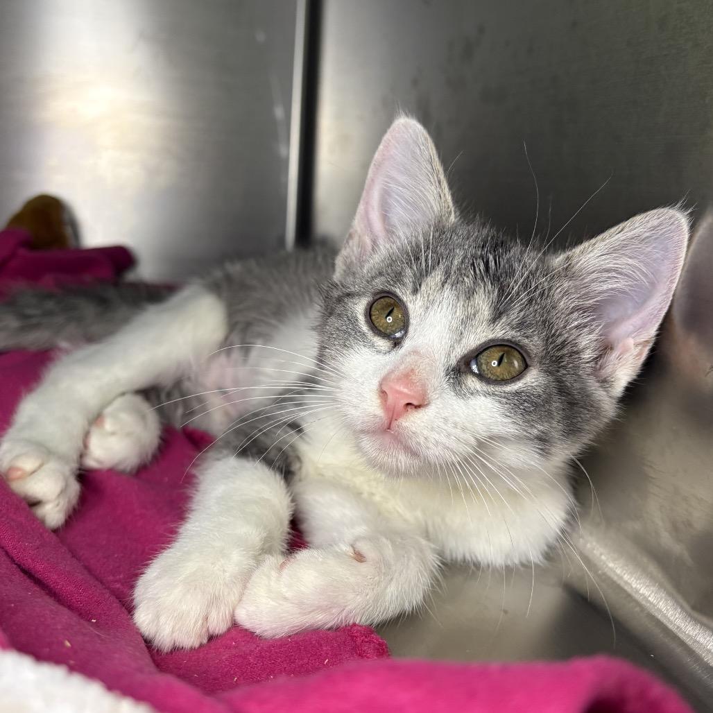 Enlarge Matcha, a Adoptable Domestic Short Hair in Arden, NC image 2/2