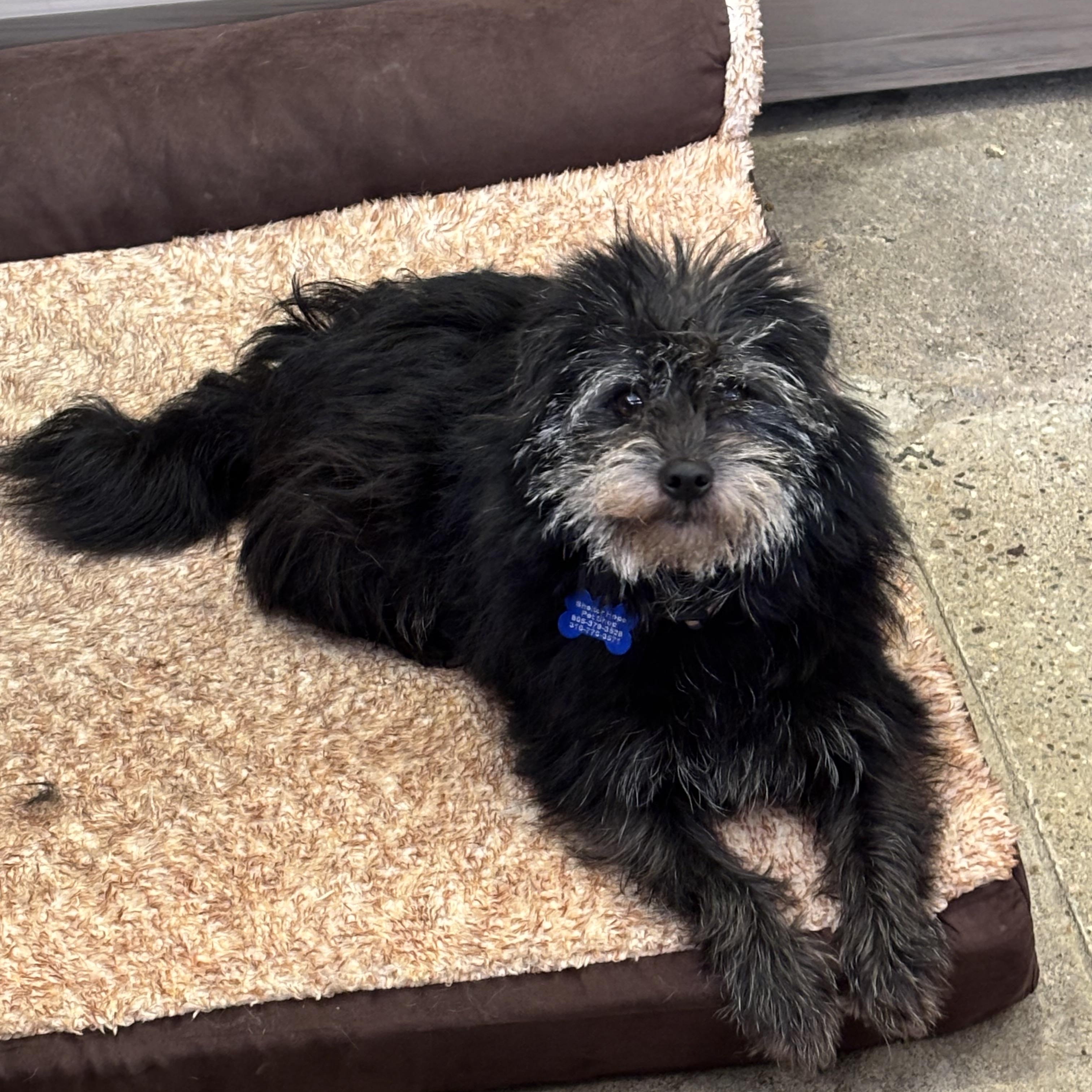 Johnny Walker, ADOPTABLE, Young Male Terrier.